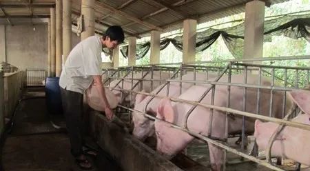 養(yǎng)殖場(chǎng)臭味難治理？潔匠凈化幫您輕松解決！.jpg