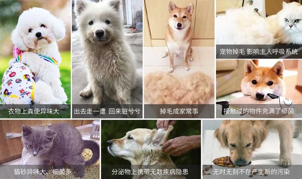 寵物氣味彌漫整個屋子，潔匠凈化教您如何除味.jpg